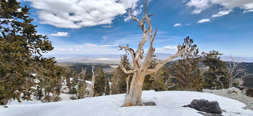 Mount Charleston in April 2024